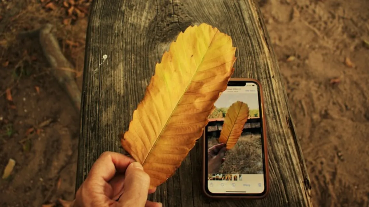 Smartfon fotografujący liść rośliny w celu analizy jej stanu przez sztuczną inteligencję