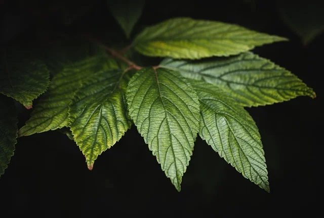 AI do Analizy Kondycji Ogrodu i Diagnostyki Roślin: Jak Smartfon Zastępuje Agronoma w Maju 2026