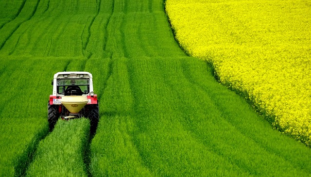 Ciągnik na polu rzepakowym - zmianowanie po rzepaku wymaga szczególnej uwagi