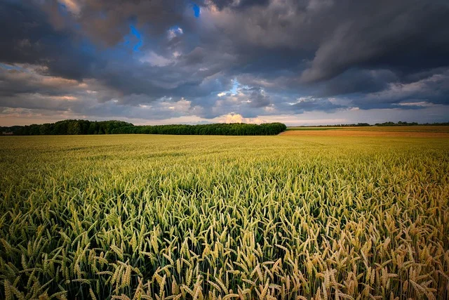AI a prognoza cen płodów rolnych - kiedy sprzedać zbiór